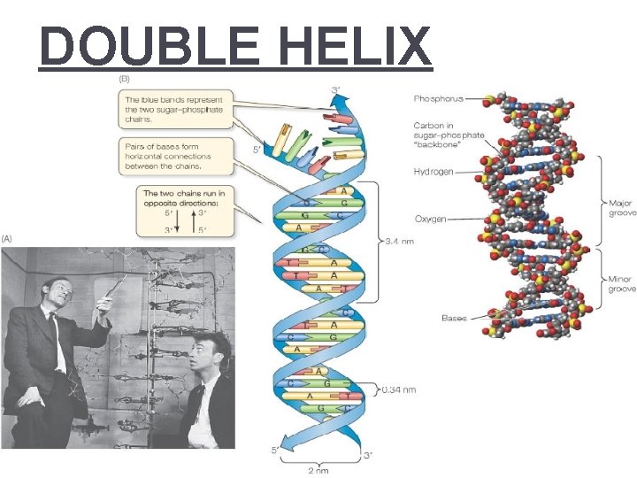 DOUBLE HELIX 