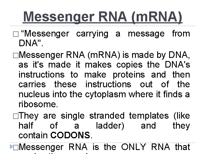 Messenger RNA (m. RNA) � “Messenger carrying a message from DNA". �Messenger RNA (m.