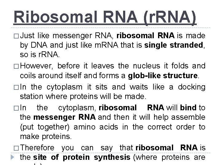 Ribosomal RNA (r. RNA) � Just like messenger RNA, ribosomal RNA is made by