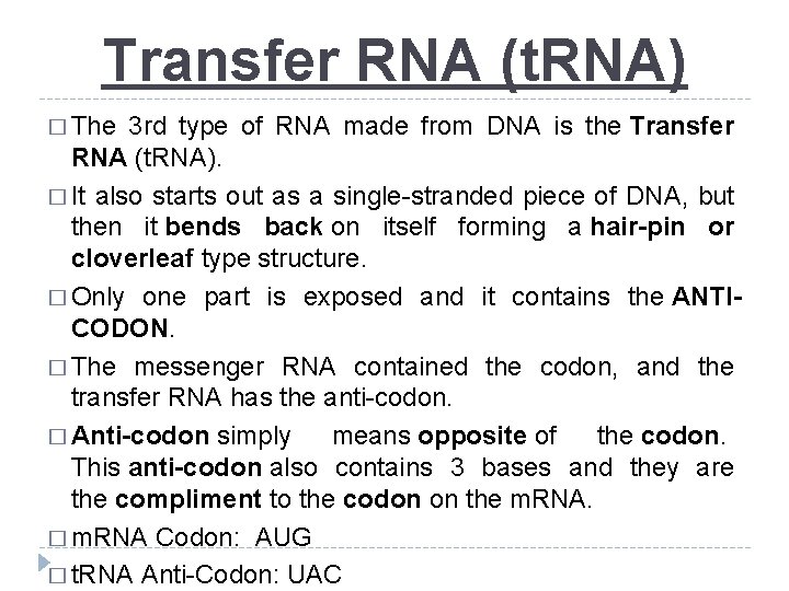 Transfer RNA (t. RNA) � The 3 rd type of RNA made from DNA