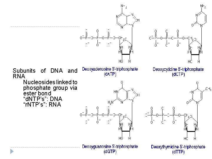 Subunits of DNA and RNA Nucleosides linked to phosphate group via ester bond “d.