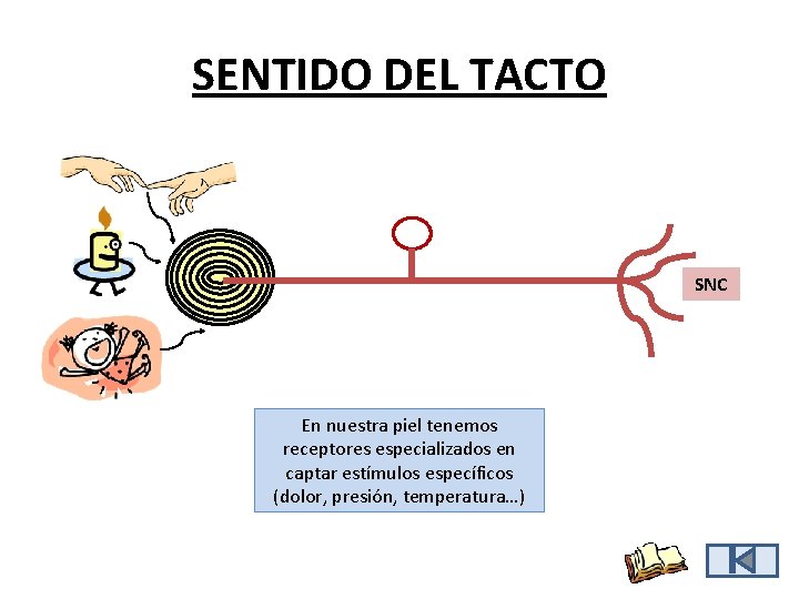 SENTIDO DEL TACTO SNC En nuestra piel tenemos receptores especializados en captar estímulos específicos