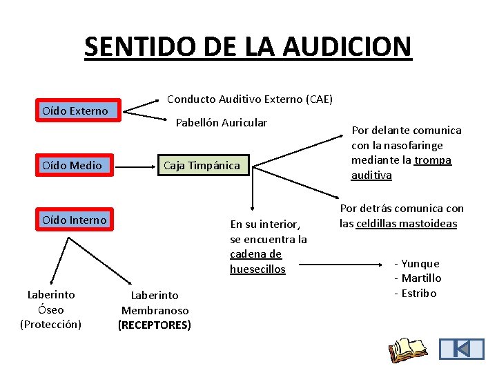 SENTIDO DE LA AUDICION Oído Externo Oído Medio Conducto Auditivo Externo (CAE) Pabellón Auricular