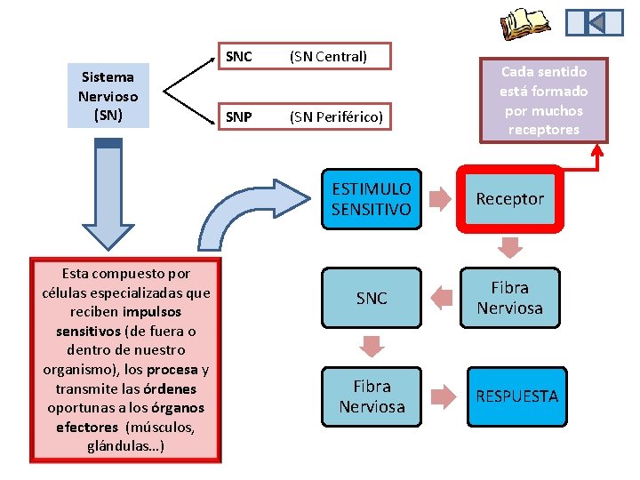 Sistema Nervioso (SN) Esta compuesto por células especializadas que reciben impulsos sensitivos (de fuera