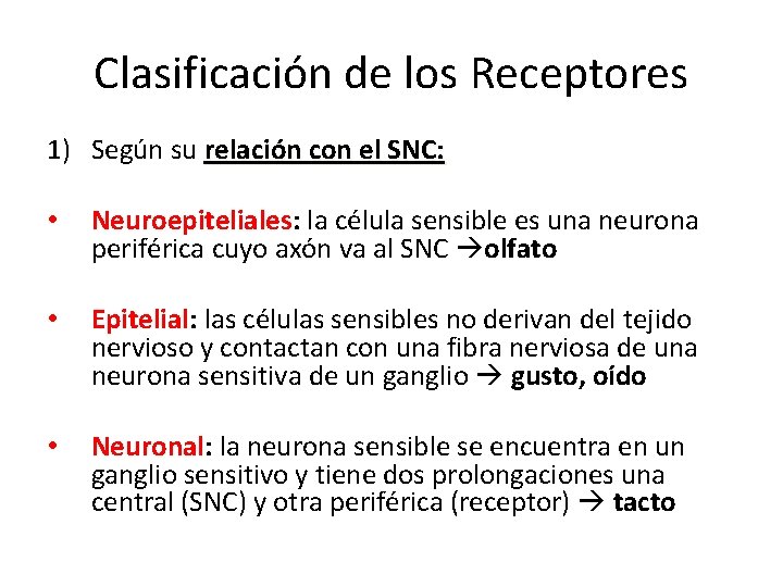 Clasificación de los Receptores 1) Según su relación con el SNC: • Neuroepiteliales: la
