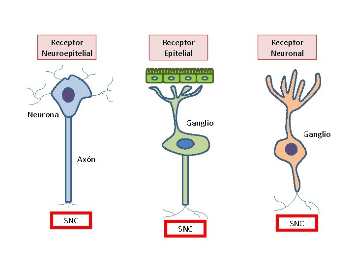 Receptor Neuroepitelial Neurona Receptor Epitelial Receptor Neuronal Ganglio Axón SNC SNC 
