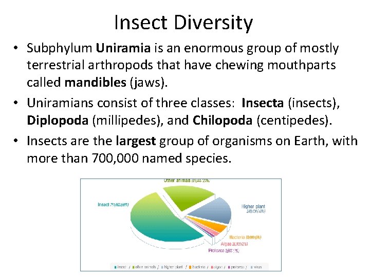 Insect Diversity • Subphylum Uniramia is an enormous group of mostly terrestrial arthropods that