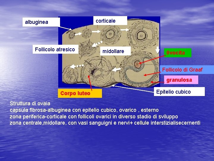 corticale albuginea Follicolo atresico midollare 0 vocita Follicolo di Graaf granulosa Corpo luteo Epitelio