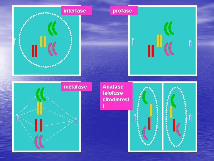 interfase metafase profase Anafase telofase citodieresi i 