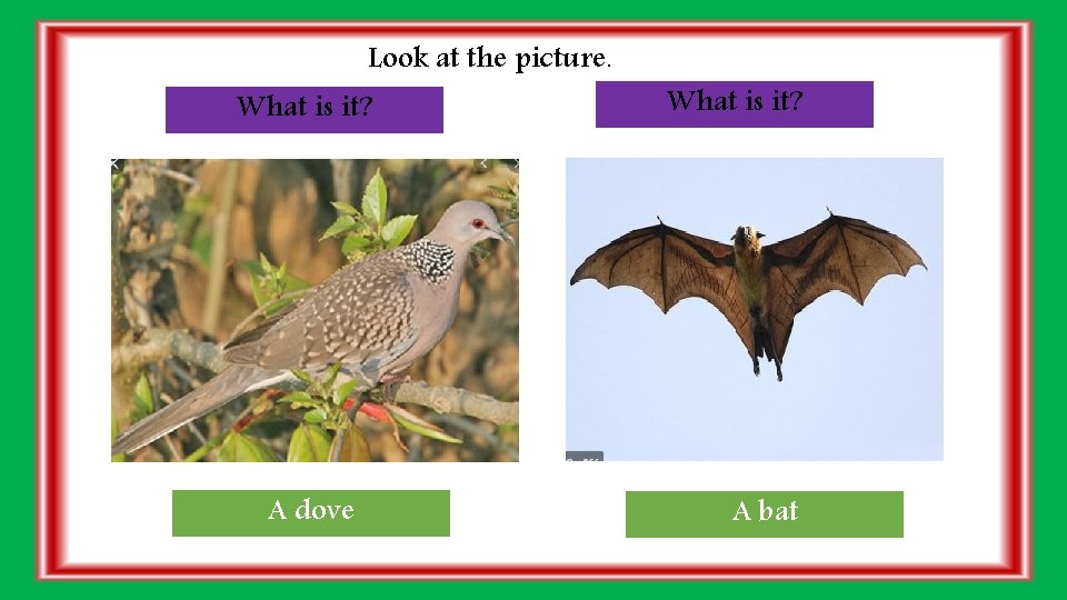 Look at the picture. What is it? A dove What is it? A bat