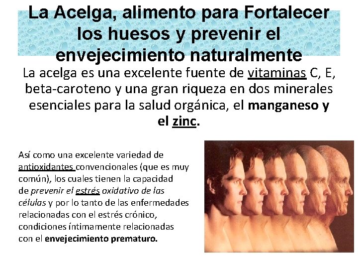 La Acelga, alimento para Fortalecer los huesos y prevenir el envejecimiento naturalmente La acelga