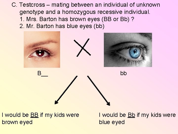 C. Testcross – mating between an individual of unknown genotype and a homozygous recessive C. Testcross – mating between an individual of unknown genotype and a homozygous recessive