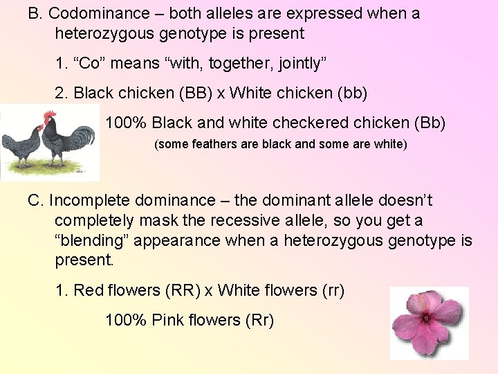 B. Codominance – both alleles are expressed when a heterozygous genotype is present 1. B. Codominance – both alleles are expressed when a heterozygous genotype is present 1.