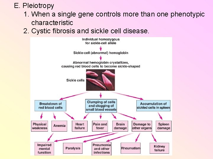 E. Pleiotropy 1. When a single gene controls more than one phenotypic characteristic 2. E. Pleiotropy 1. When a single gene controls more than one phenotypic characteristic 2.