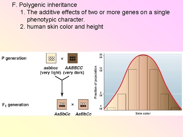 F. Polygenic inheritance 1. The additive effects of two or more genes on a F. Polygenic inheritance 1. The additive effects of two or more genes on a