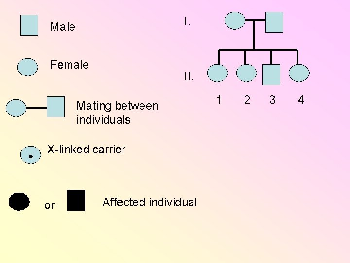 I. Male Female II. Mating between individuals X-linked carrier or Affected individual 1 2 I. Male Female II. Mating between individuals X-linked carrier or Affected individual 1 2