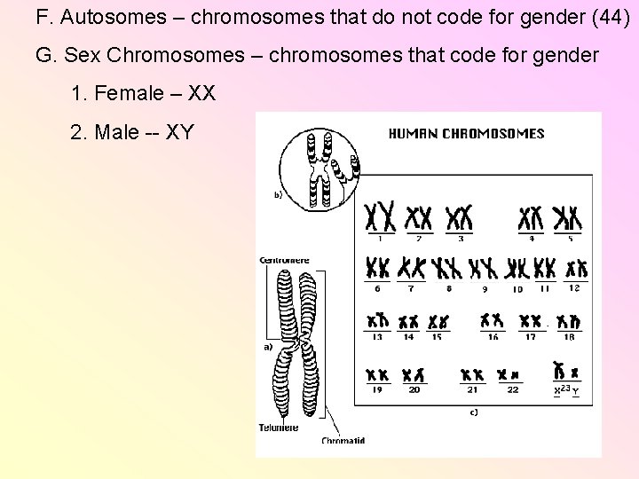 F. Autosomes – chromosomes that do not code for gender (44) G. Sex Chromosomes F. Autosomes – chromosomes that do not code for gender (44) G. Sex Chromosomes