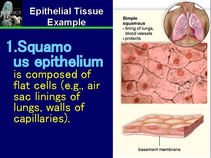 Epithelial Tissue Example 1. Squamo us epithelium is composed of flat cells (e. g.