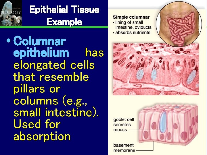 Epithelial Tissue Example Columnar epithelium has elongated cells that resemble pillars or columns (e.