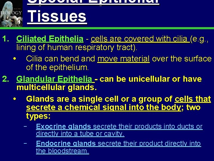 Special Epithelial Tissues Animal Organization & Homeostasis 14 1. Ciliated Epithelia - cells are