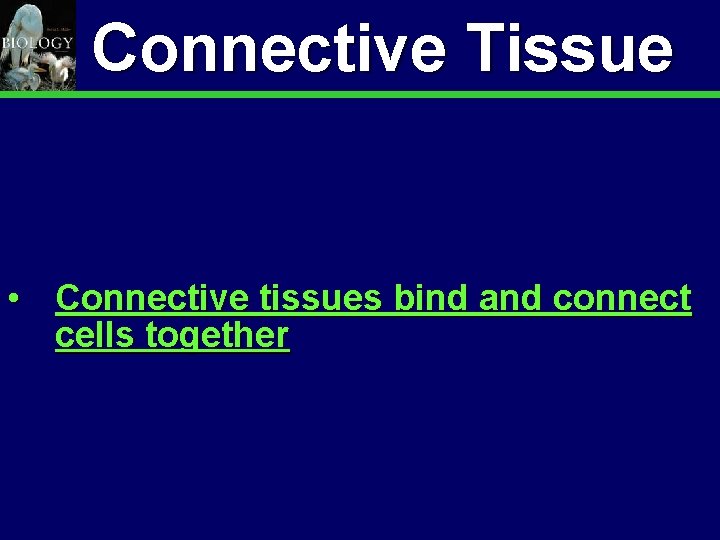 Animal Organization & Homeostasis Connective Tissue 15 • Connective tissues bind and connect cells