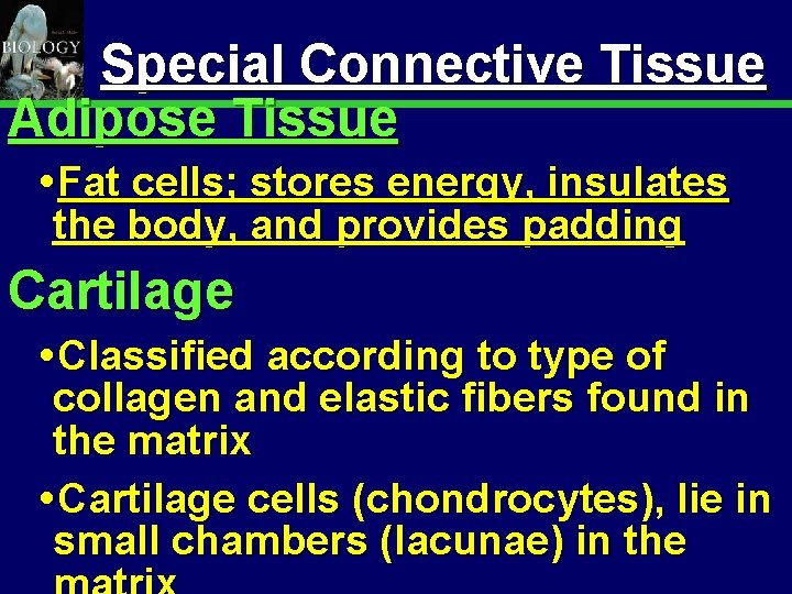 Animal Organization & Homeostasis 17 Special Connective Tissue Adipose Tissue Fat cells; stores energy,