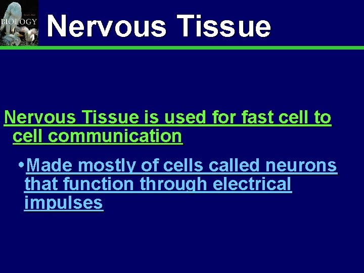 Animal Organization & Homeostasis Nervous Tissue is used for fast cell to cell communication