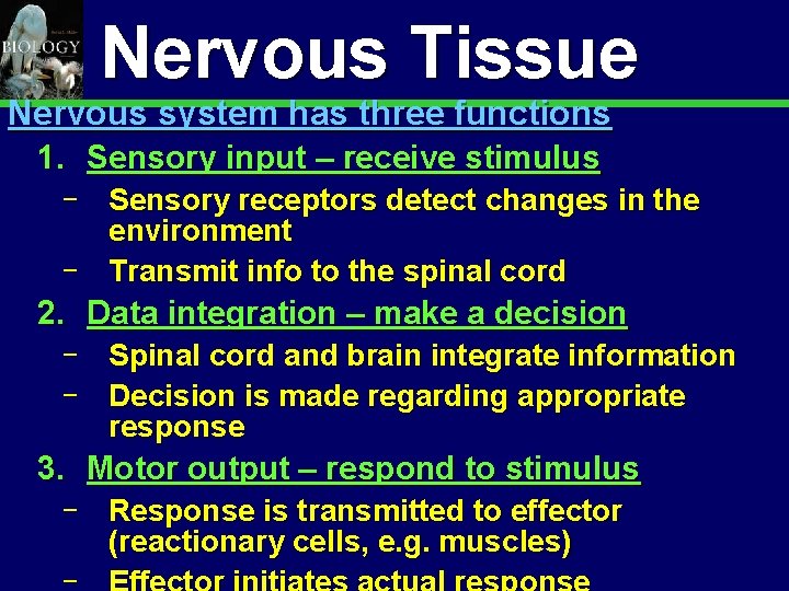 Animal Organization & Homeostasis Nervous Tissue Nervous system has three functions 1. Sensory input