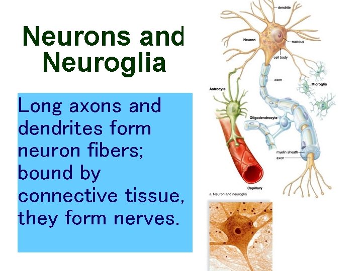 24 Neurons and Neuroglia Long axons and dendrites form neuron fibers; bound by connective