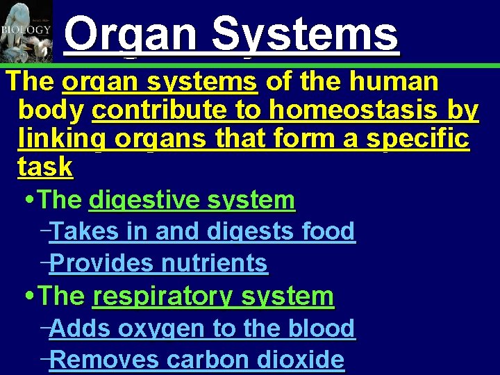 Animal Organization & Homeostasis Organ Systems 25 The organ systems of the human body