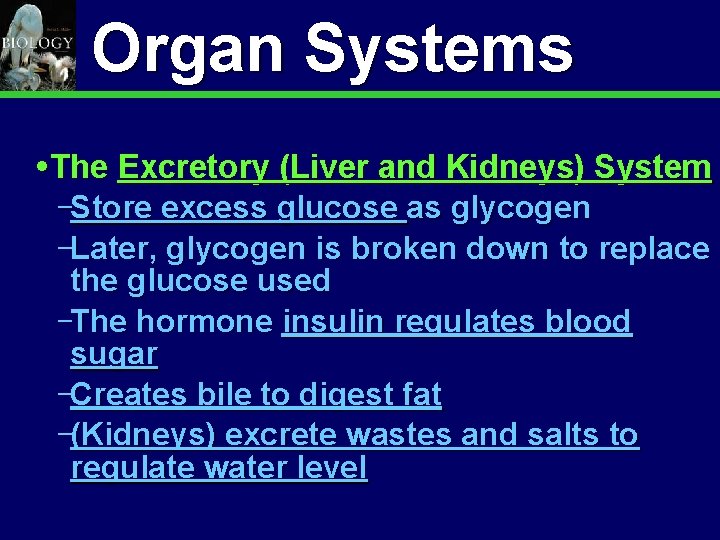 Animal Organization & Homeostasis Organ Systems 26 The Excretory (Liver and Kidneys) System Store