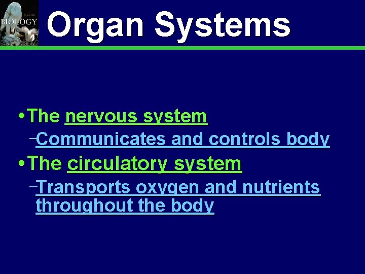 Animal Organization & Homeostasis Organ Systems The nervous system Communicates and controls body The