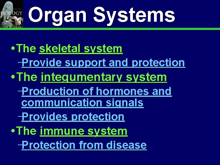 Animal Organization & Homeostasis Organ Systems The skeletal system Provide support and protection The