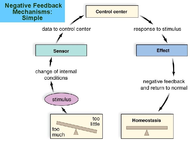 Negative Feedback Mechanisms: Simple 31 