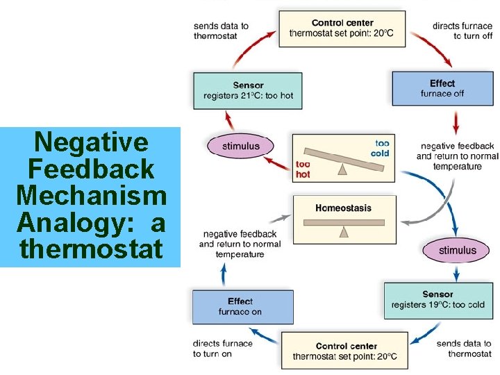 32 Negative Feedback Mechanism Analogy: a thermostat 