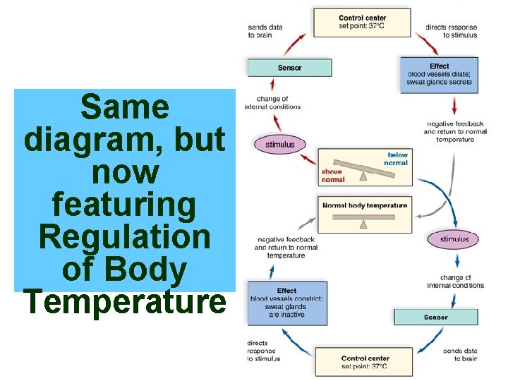 33 Same diagram, but now featuring Regulation of Body Temperature 