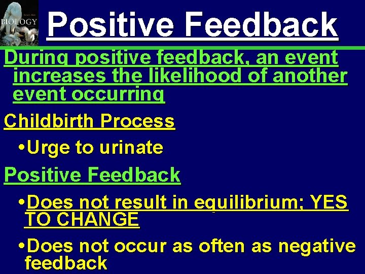 Animal Organization & Homeostasis Positive Feedback 35 During positive feedback, an event increases the