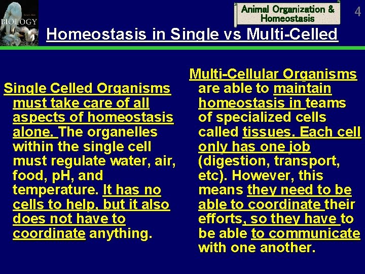 Animal Organization & Homeostasis 4 Homeostasis in Single vs Multi-Celled Multi-Cellular Organisms Single Celled