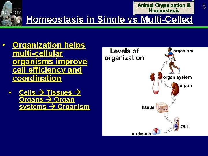 Animal Organization & Homeostasis in Single vs Multi-Celled • Organization helps multi-cellular organisms improve