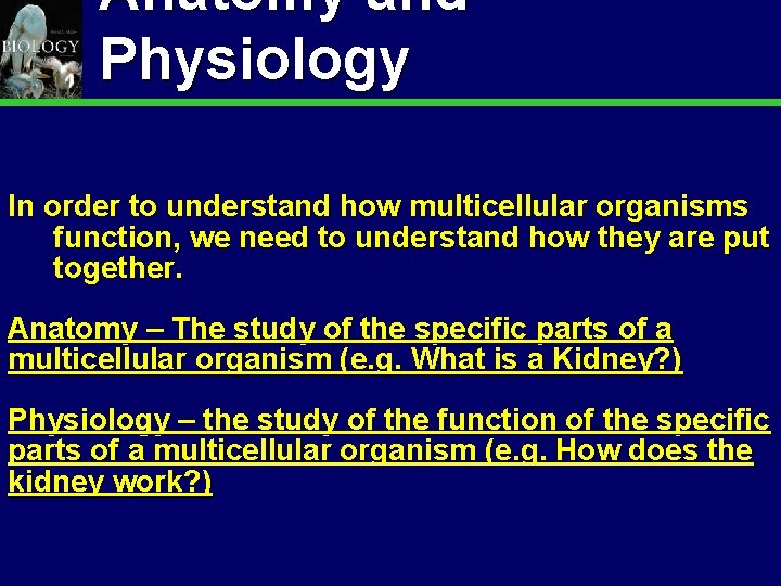 Anatomy and Physiology Animal Organization & Homeostasis 7 In order to understand how multicellular