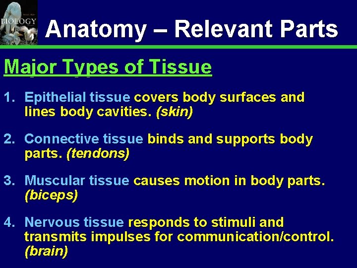 Animal Organization & Homeostasis Anatomy – Relevant Parts Major Types of Tissue 1. Epithelial