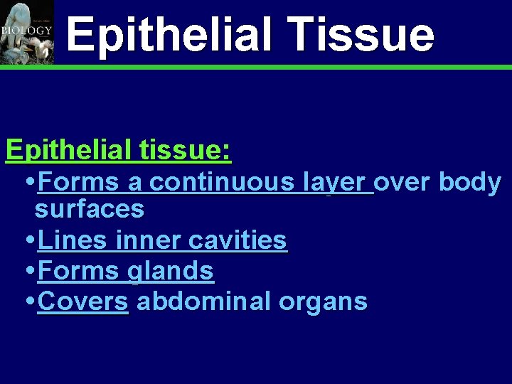 Animal Organization & Homeostasis Epithelial Tissue 9 Epithelial tissue: Forms a continuous layer over