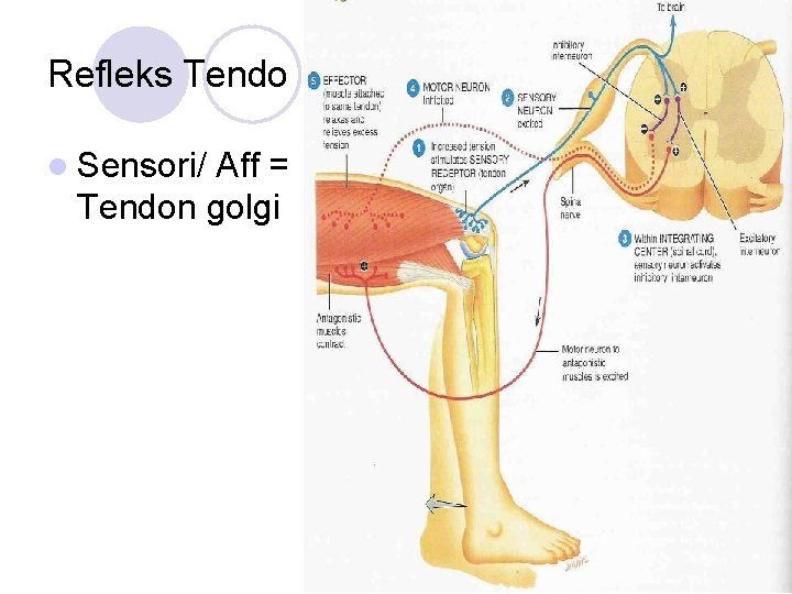 Refleks Tendo l Sensori/ Aff = Tendon golgi 