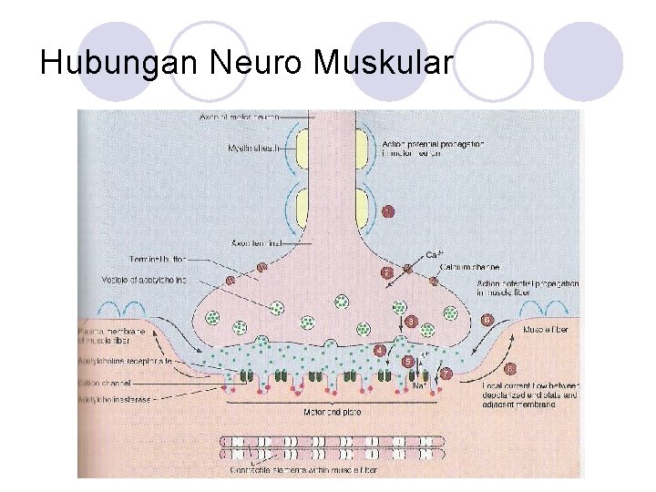 Hubungan Neuro Muskular 