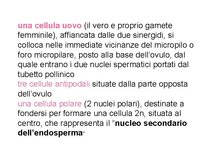 una cellula uovo (il vero e proprio gamete femminile), affiancata dalle due sinergidi, si