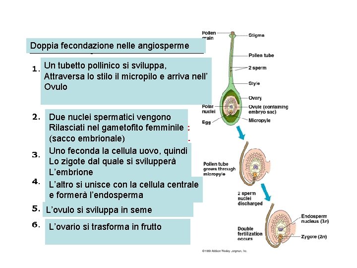 Doppia fecondazione nelle angiosperme Un tubetto pollinico si sviluppa, Attraversa lo stilo il micropilo