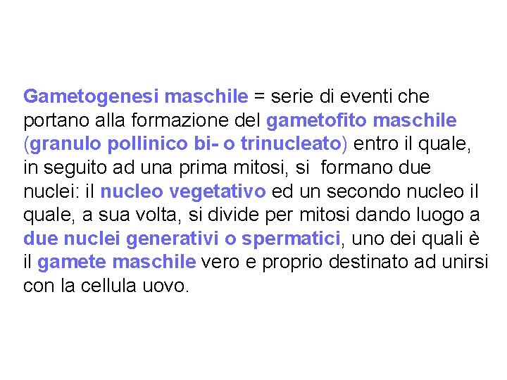 Gametogenesi maschile = serie di eventi che portano alla formazione del gametofito maschile (granulo