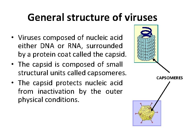 General structure of viruses • Viruses composed of nucleic acid either DNA or RNA,