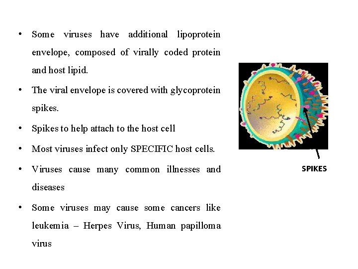  • Some viruses have additional lipoprotein envelope, composed of virally coded protein and