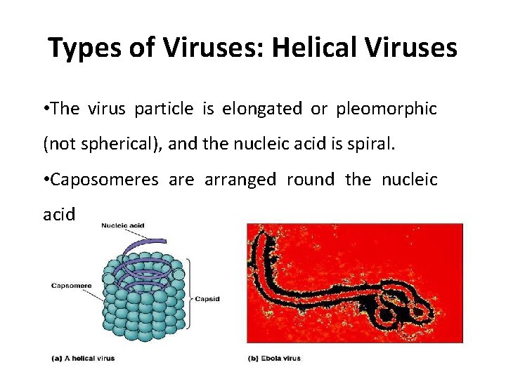 Types of Viruses: Helical Viruses • The virus particle is elongated or pleomorphic (not